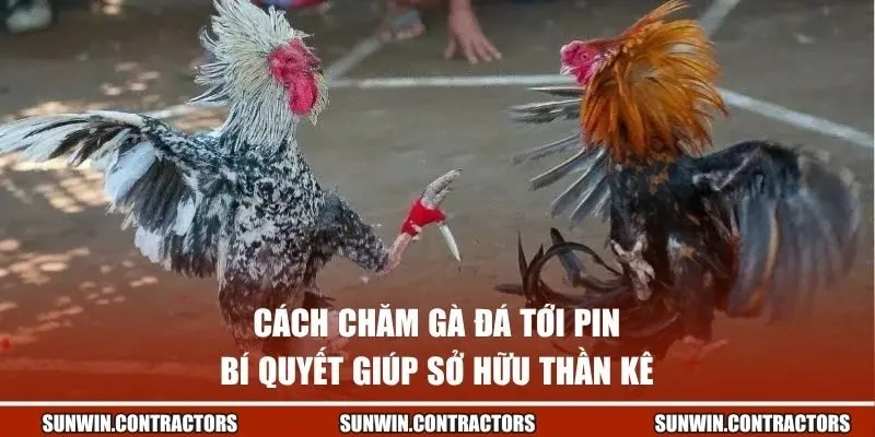 cách chăm gà đá tới pin
