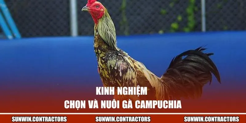 Gà Chọi Campuchia Có Tốt Không - Giải Mã Sức Mạnh Chiến Kê 3 Kinh nghiệm chọn và nuôi gà Campuchia từ SUNWIN