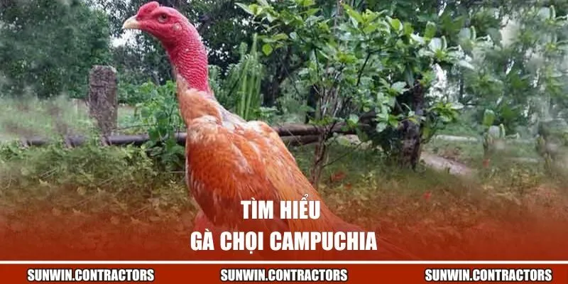 Gà Chọi Campuchia Có Tốt Không - Giải Mã Sức Mạnh Chiến Kê 1 Vài nét sơ lược về gà chọi Campuchia